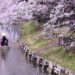 新河岸川の桜開花状況