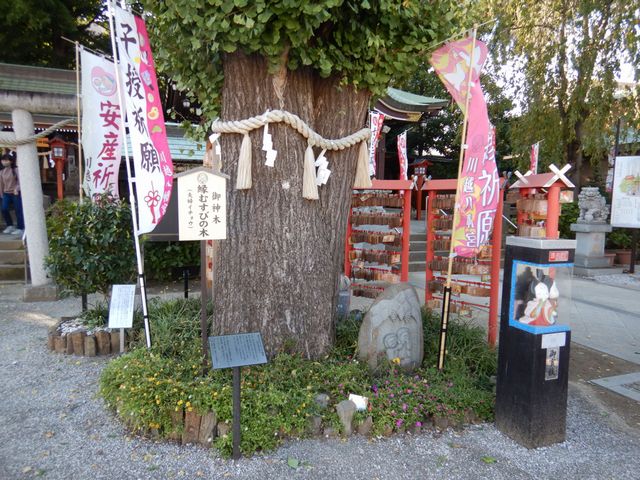 川越八幡宮 縁結びのイチョウ