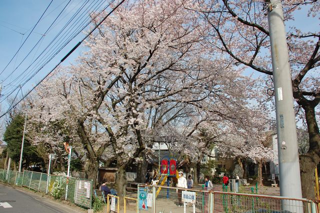 浮島公園の桜