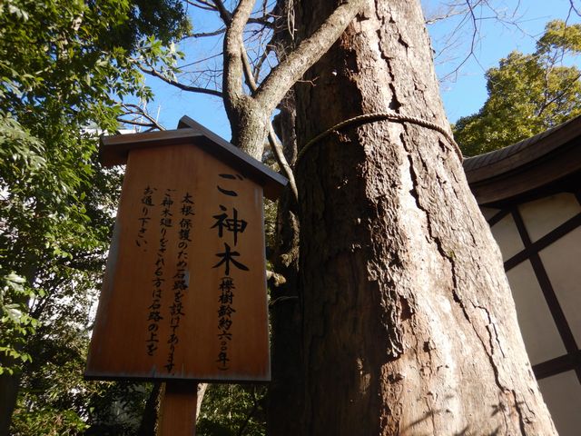 川越氷川神社 御神木
