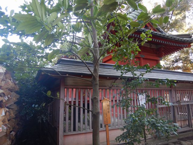 川越氷川神社 多羅葉の木