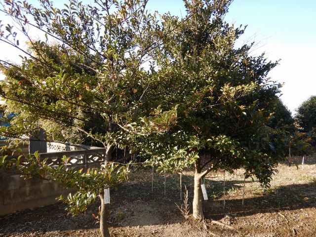 天皇陛下御即位十周年記念植樹