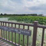 川越・伊佐沼公園に行きました【レジャー・アクセス・駐車場】