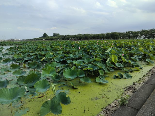 川越・伊佐沼公園