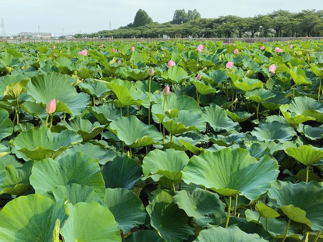 伊佐沼公園 ハスの花