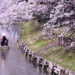 【2022年】新河岸川の桜の見ごろを写真で紹介！舟遊の参加方法は？