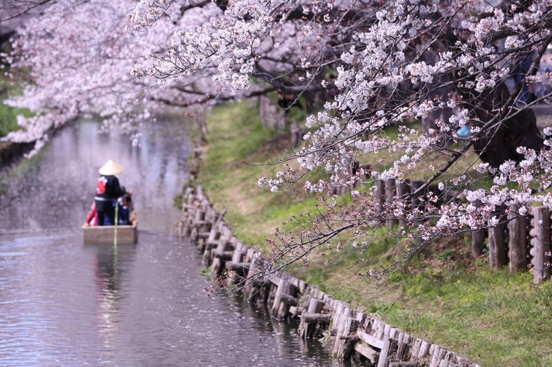 新河岸川の桜開花状況