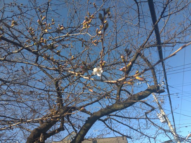 新河岸川 桜