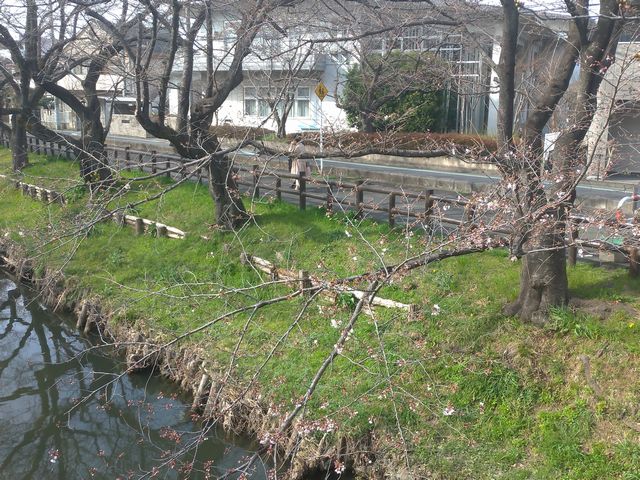 新河岸川 桜