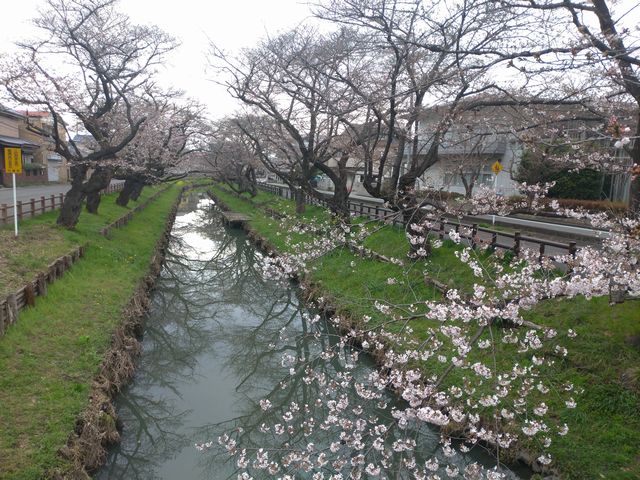 新河岸川 桜