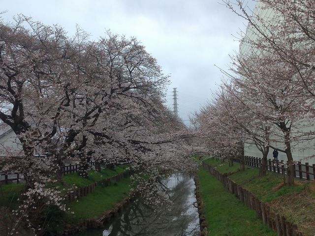 新河岸川 桜