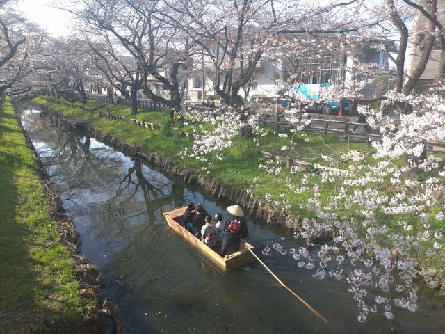 新河岸川 桜