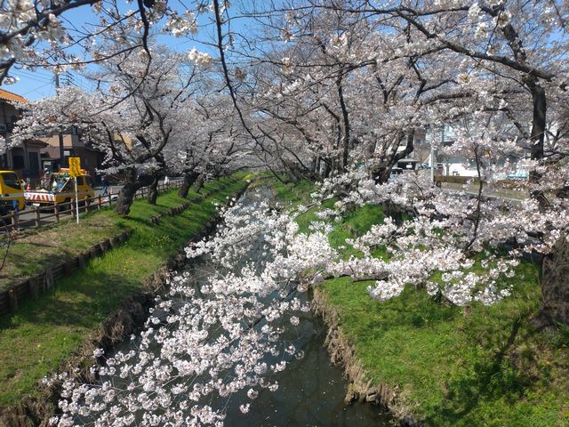 新河岸川 桜