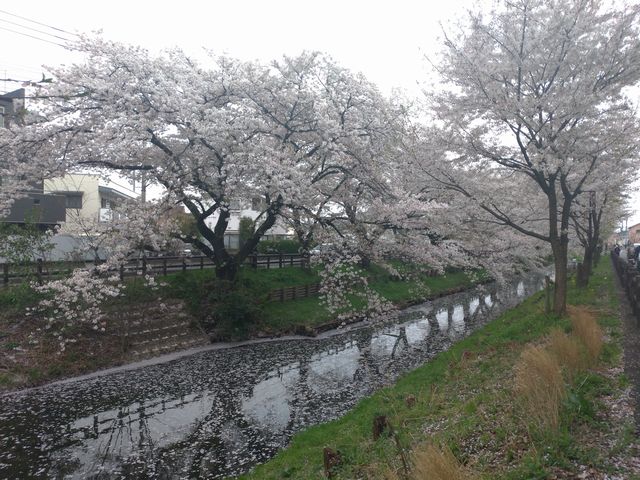 新河岸川 桜