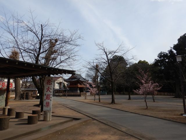 喜多院 桜