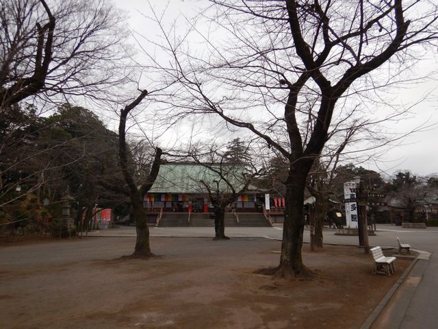 喜多院 桜