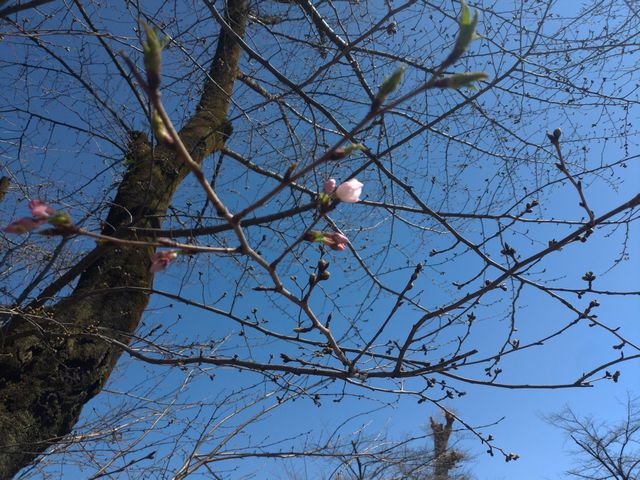 喜多院 桜