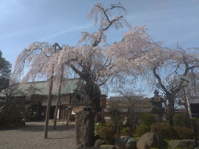 喜多院 桜