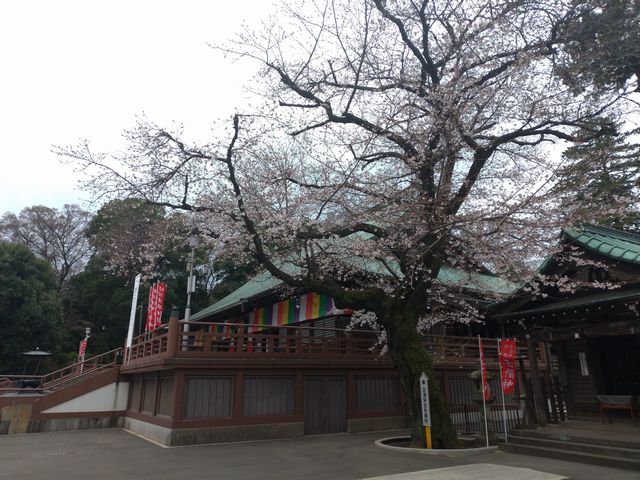 喜多院 桜