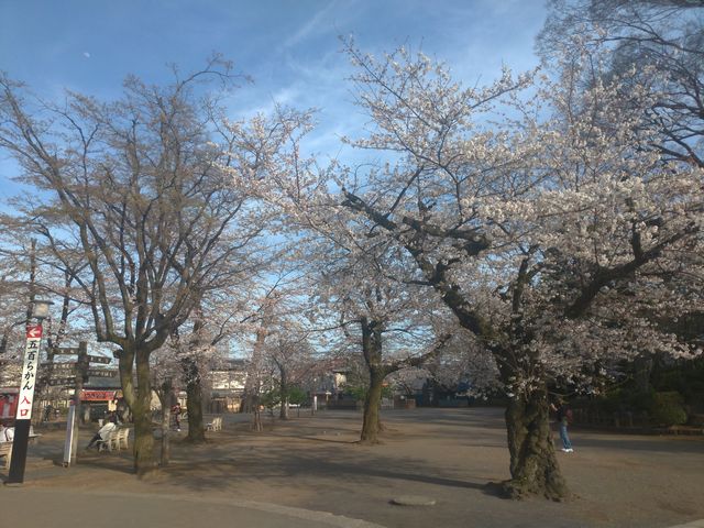 喜多院 桜