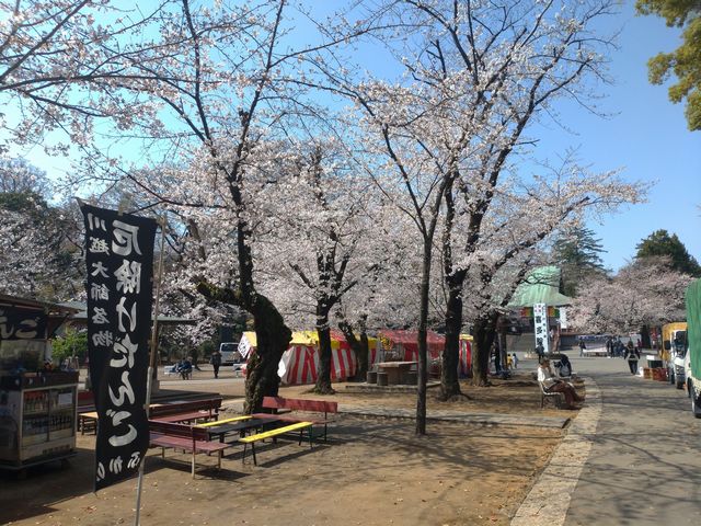 喜多院 桜