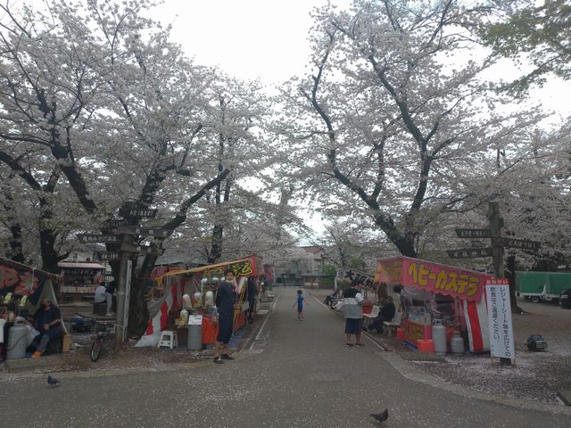 喜多院 桜