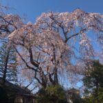 【2022年】川越・中院の枝垂れ桜の開花状況は？写真で見頃を紹介！