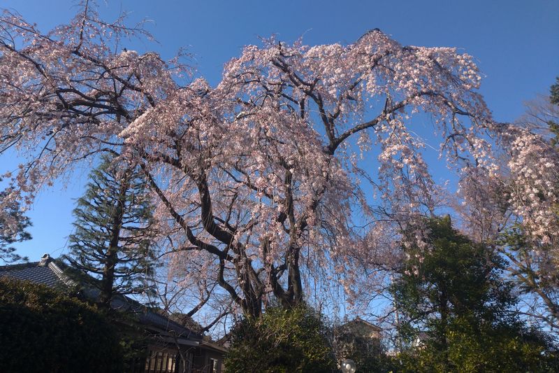 川越・中院の枝垂れ桜