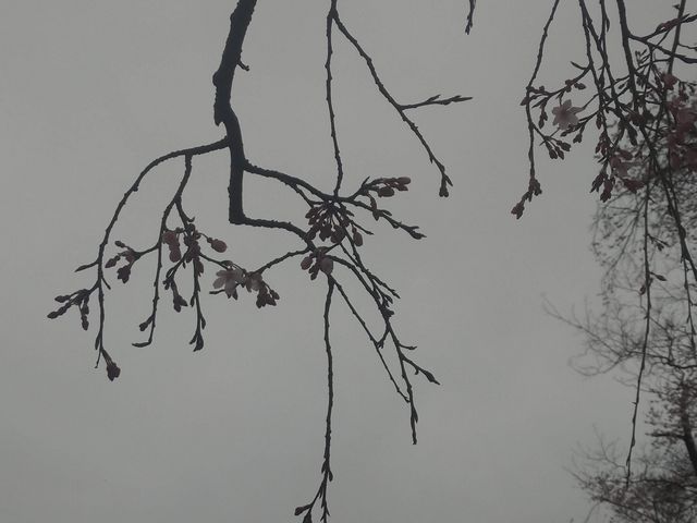 川越 中院 桜