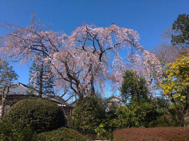 川越 中院 桜