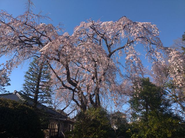川越 中院 桜