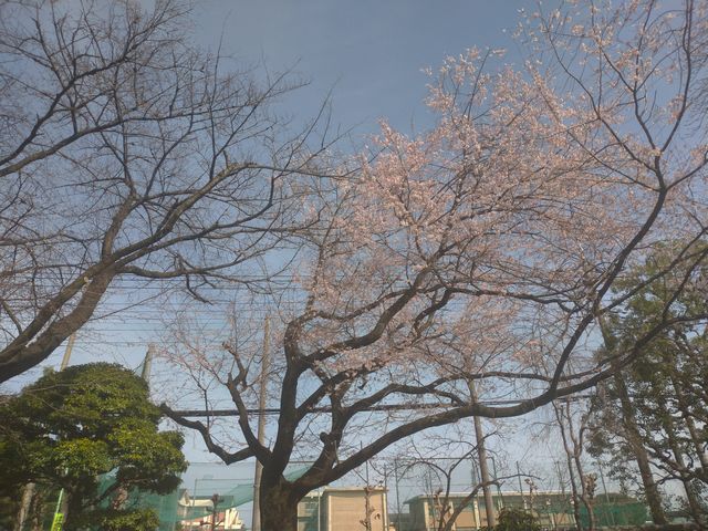 川越 中院 桜