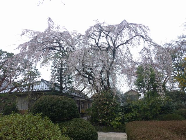 川越 中院 桜