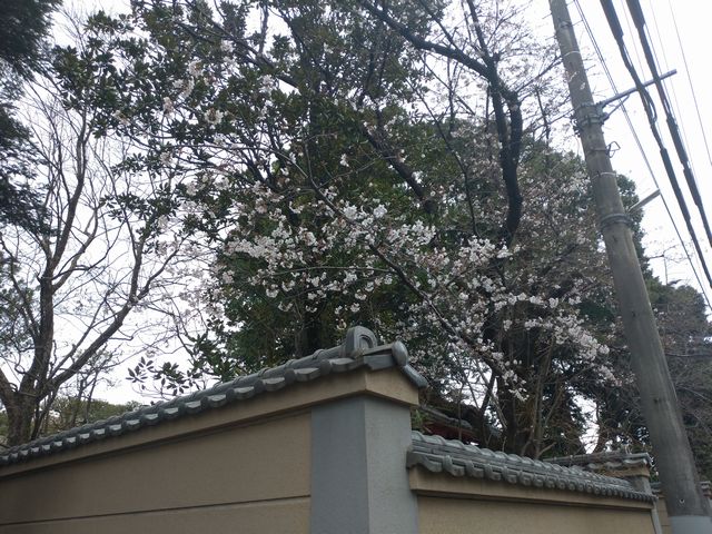 川越 中院 桜