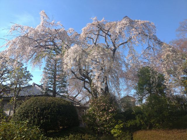 川越 中院 桜