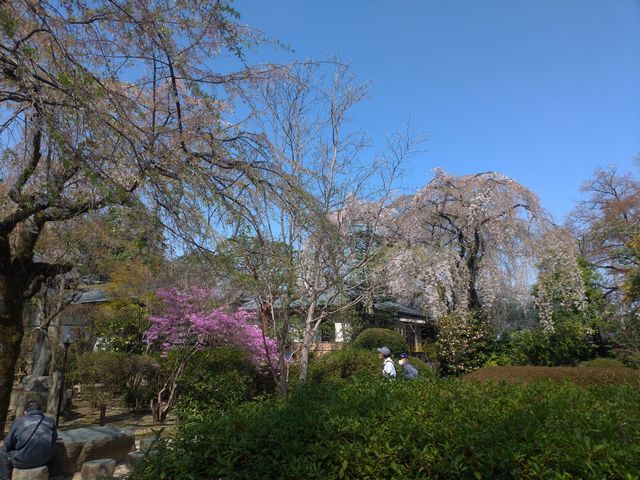 川越 中院 桜