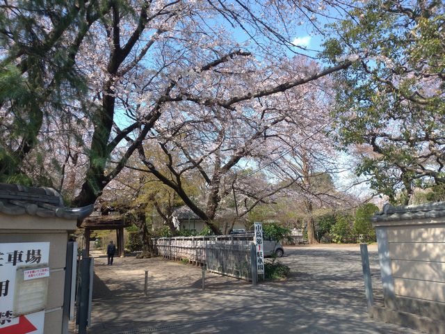 川越 中院 桜