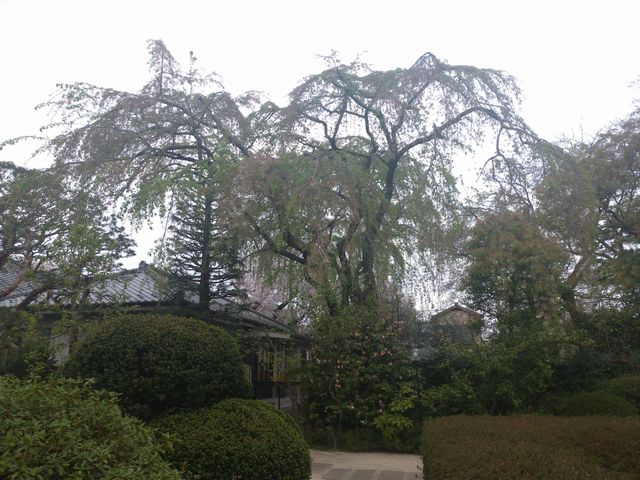 川越 中院 桜