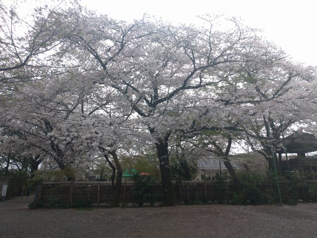 川越 中院 桜