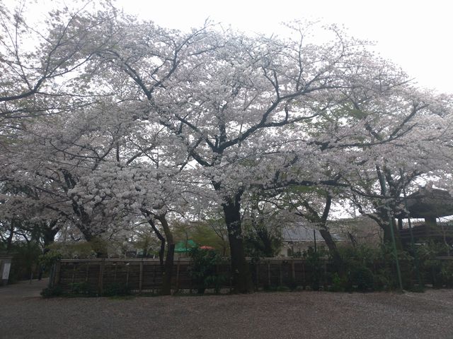 川越 中院 桜