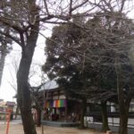 【2022年】川越・蓮馨寺の桜の開花情報！写真で見頃をチェック