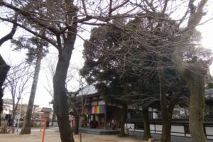【2022年】川越・蓮馨寺の桜の開花情報!写真で見頃をチェック