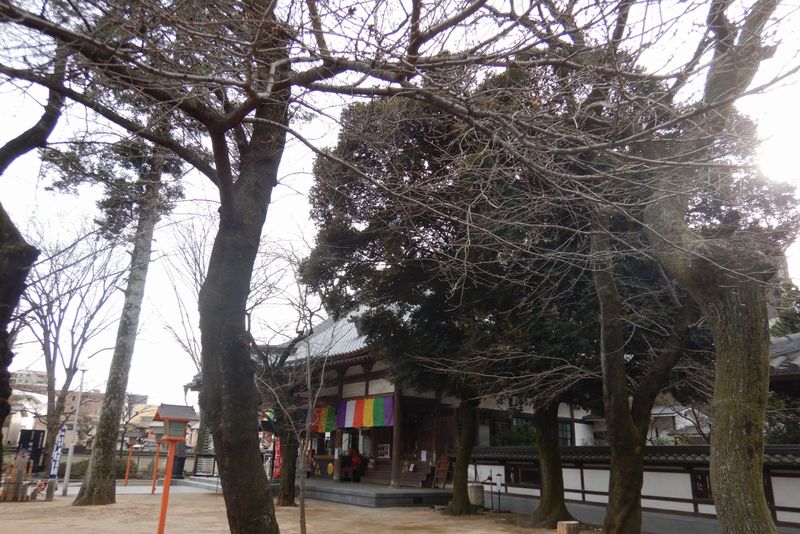 川越・蓮馨寺の桜