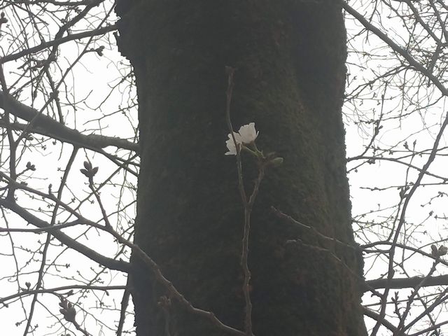 川越・蓮馨寺の桜