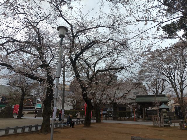 川越・蓮馨寺の桜