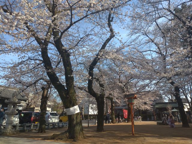 川越・蓮馨寺の桜