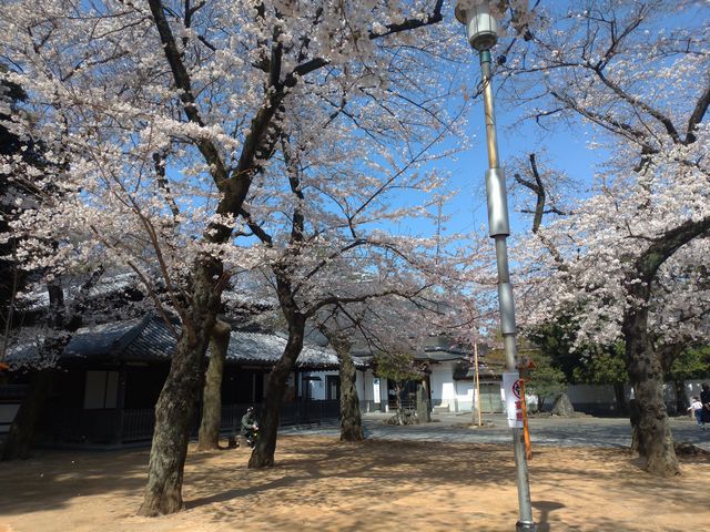 川越・蓮馨寺の桜