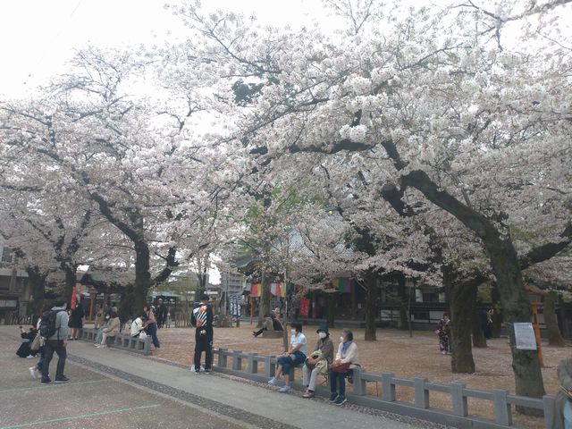 川越・蓮馨寺の桜