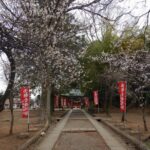 【2022年】川越・三芳野神社の桜開花状況を写真付きで紹介！