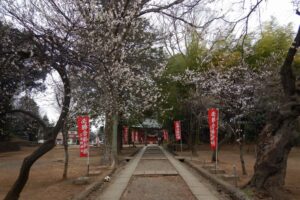 【2022年】川越・三芳野神社の桜開花状況を写真付きで紹介!